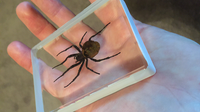 Ominous Deck (Spider) by Diamond Jim Tyler - Trick
