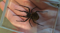 Ominous Deck (Spider) by Diamond Jim Tyler - Trick
