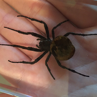 Ominous Deck (Spider) by Diamond Jim Tyler - Trick