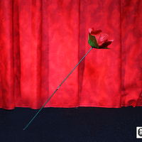 Torch to Rose by Mr. Magic - Trick