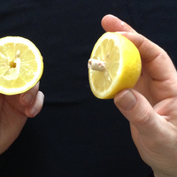 CITRUS: The Next Generation (C2 - Small) by Nourdine - Trick