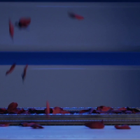 Visual Matrix AKA Rose Act Elegant Gold (Gimmick and Online Instructions) by Will Tsai and SansMinds - Trick