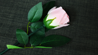 Rose Light set RED by JL Magic - Trick
