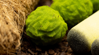 Cannabis Sponge Balls and Never Ending Spliffs (Gimmicks and Online Instructions) by Adam Wilber - Trick
