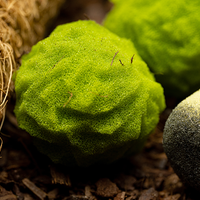 Cannabis Sponge Balls and Never Ending Spliffs (Gimmicks and Online Instructions) by Adam Wilber - Trick