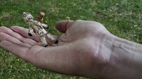 HOODOO - Haunted Voodoo Doll (Gimmicks and Online Instructions) by iNFiNiTi and Mark Traversoni - Trick
