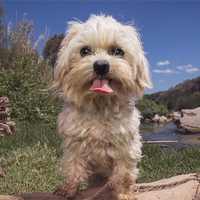 RESCUE MISSION (Gimmicks and Online Instruction) by Matthew Wright - Trick