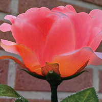 Remote Light Rose Multi-color (Charger Included) by JL Magic - Trick