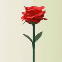 Rainbow Rose by JL Magic