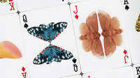 MOTHS (Stripe Edition) by Matthew Palladino
